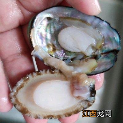 用鲍鱼做的菜有哪些 鲍鱼房位上有什么菜做法