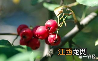 山楂片的功效与作用 山里红泡水有什么功效