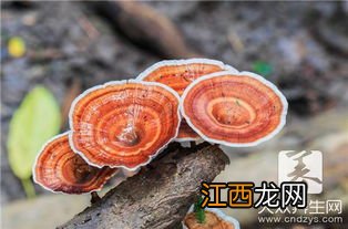 灵芝的功效与作用 简介 灵芝的功效与作用