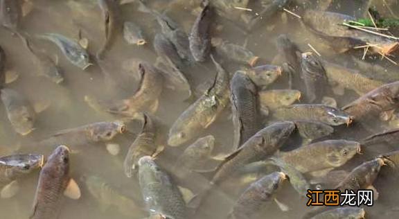 壮泥鳅的功效 吃泥猛鱼有什么好处