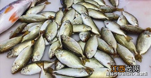 壮泥鳅的功效 吃泥猛鱼有什么好处