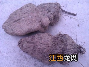 紫板薯 脚板薯怎样种植