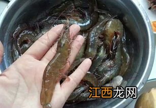 海黄虾 紫虾和青虾区别