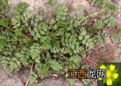 适合在阳台上种的蔬菜有哪些 什么野菜营养价值全面