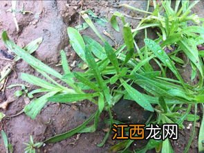 适合在阳台上种的蔬菜有哪些 什么野菜营养价值全面