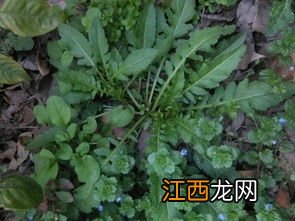 适合在阳台上种的蔬菜有哪些 什么野菜营养价值全面