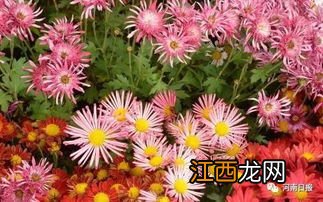 关于菊花 菊花起到什么作用