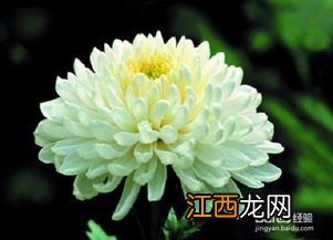 关于菊花 菊花起到什么作用