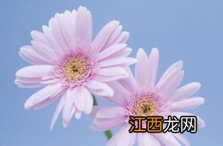 关于菊花 菊花起到什么作用