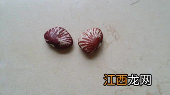 蘑菇炒出来苦怎么回事 野生蘑菇为什么吃起来发苦