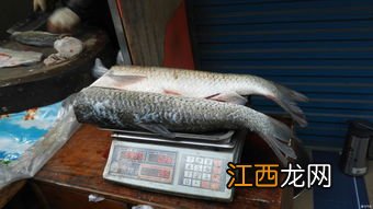 过年不在家有什么讲究 吃鱼的讲究