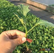 盆栽朝天椒的种植时间与方法 指天椒怎样育苗