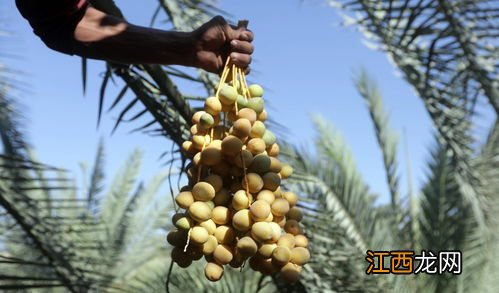 椰枣那么甜是糖腌制的吗 椰枣的副作用