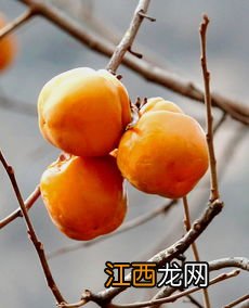 柿子叶的功效与作用的吃法 南非叶有什么作用怎么使用