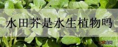 水田芥是什么 水田芥是水生植物吗