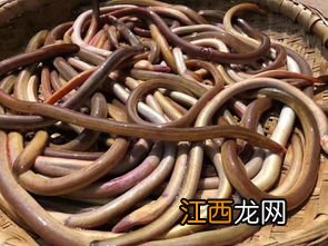 蒲烧鳗鱼不能和什么同食 鳗鱼忌与什么同食