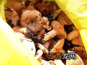 野松茸功效有什么用 吃的蛾子蘑菇