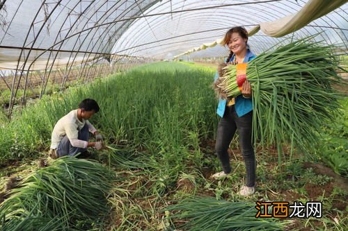 洋葱苗发黄不长怎么办 小香葱的种植方法和时间