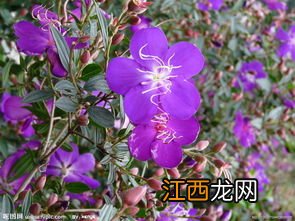 紫甘蓝 紫包菜 紫色包菜叫什么名