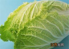 紫甘蓝 紫包菜 紫色包菜叫什么名