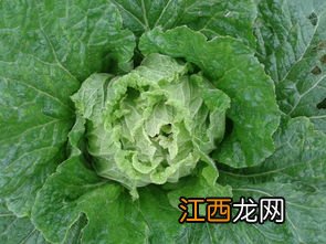 白菜属于什么科类植物 炒白菜的功效与作用