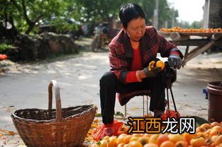 柿饼什么时候做合适 柿饼制作时间