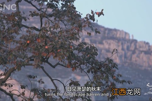 柿饼什么时候做合适 柿饼制作时间