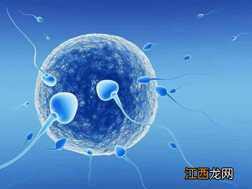 男性备孕吃什么可以提高精子质量 吃什么生精子最快