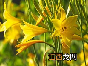 金针花菜的功效与作用及禁忌是什么 金针菜是什么菜