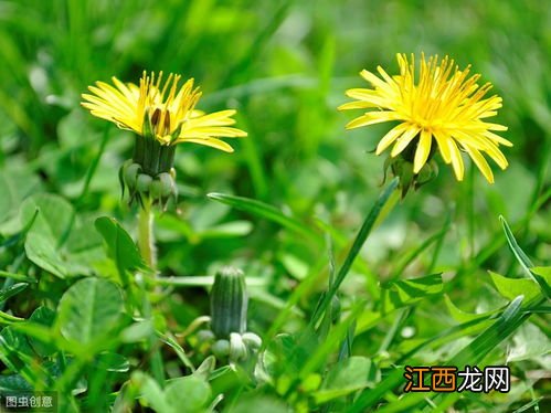 蒲公英的作用与用途 蒲公英的作用与用途