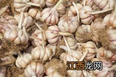 长得像大蒜是什么东西 蒜苔是从蒜里面长出来的吗