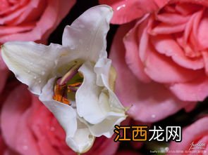 玫瑰花与什么搭配泡茶喝疏肝理气 玫瑰花加什么养肝护肝