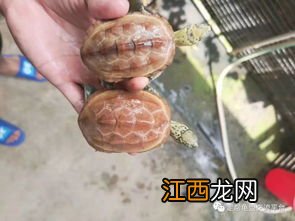 灵芝鸡汤的做法与功效 灵芝汤功效