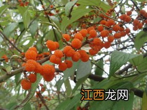 水果加热吃好吗 哪几种水果可以煮着吃