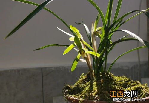 蚕豆种植时间和生长期 兰花豆什么时候种植