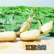 吃莲藕有什么好处 吃莲藕的功效与作用