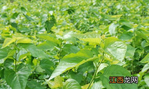 农村野生能吃的东西有哪些 酸模的功效与作用禁忌