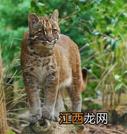 麂子喜欢吃什么东西 麂皮衣服好吗