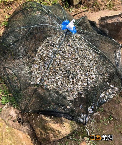 身体扁扁的尾巴长长的是什么鱼 有一种扁扁的鱼叫什么