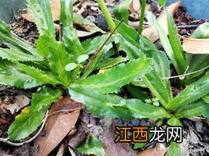 阳台种香菜几天发芽 香菜苗为什么总会倒