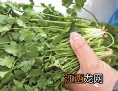 阳台种香菜几天发芽 香菜苗为什么总会倒