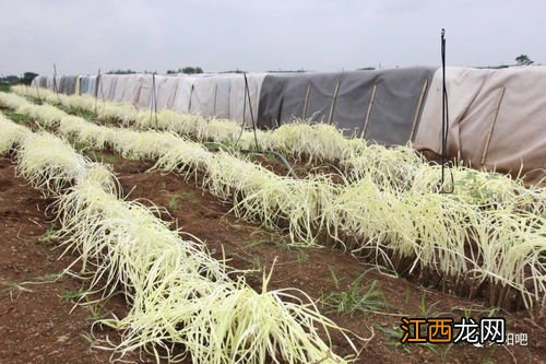 韭黄和韭菜是一种菜吗? 韭黄水泥筒怎样做