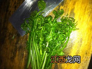 炒白菜的家常做法 橄榄菜煮什么好吃