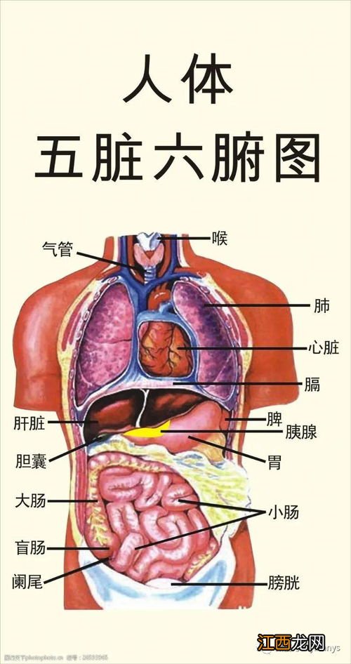 吃什么可以补五脏六腑 吃什么可以补五脏六腑