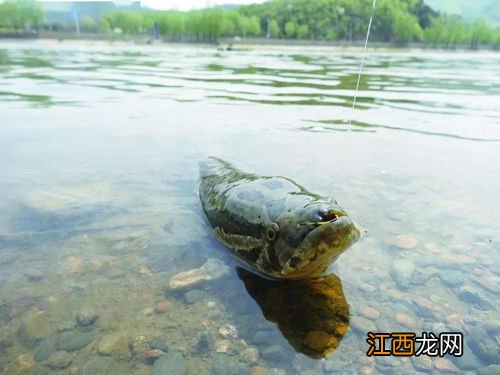 黑鱼怎么去腥 黑鱼怎么去腥味效果好