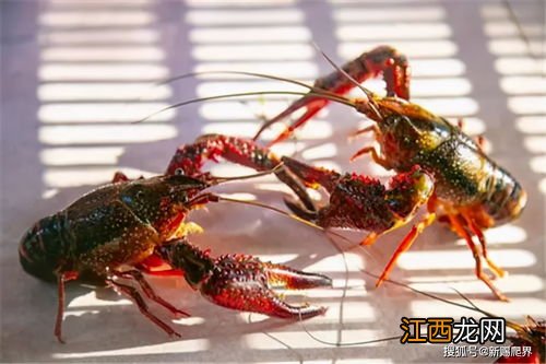 什么龙虾肉多 什么样的龙虾最好