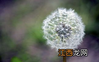 中药能彻底治好妇科病 蒲公英能治宫颈炎吗