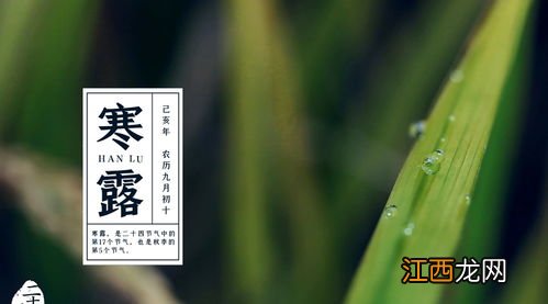 寒露能种什么蔬菜 冬季种植什么蔬菜