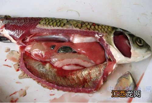 吃草鱼肠有什么好处 草鱼肠