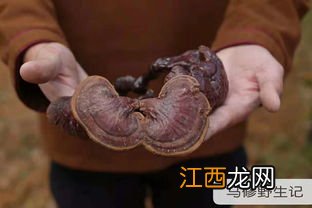 灵芝水什么时间吃效果最好 灵芝泡酒和泡水哪个效果好